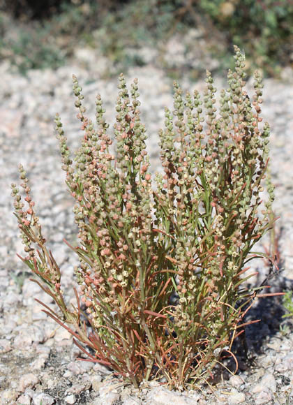  Oligomeris linifolia